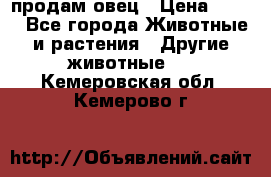  продам овец › Цена ­ 100 - Все города Животные и растения » Другие животные   . Кемеровская обл.,Кемерово г.